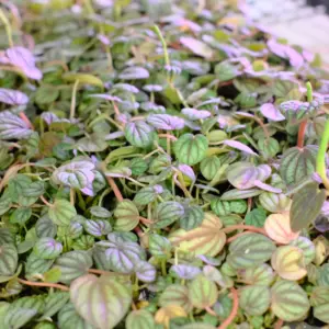 [TEST] Philodendron Pink Princess